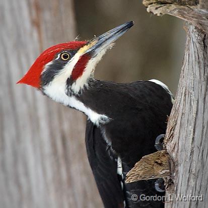 Pileated Woodpecker_52826.jpg - Photographed at Ottawa, Ontario - the capital of Canada.